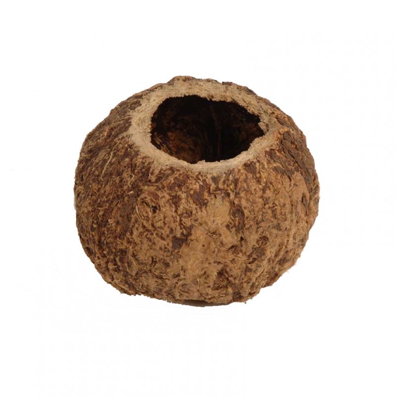 100096000 | COCONUT OURICO D10 cm PZ10 - nat. brown