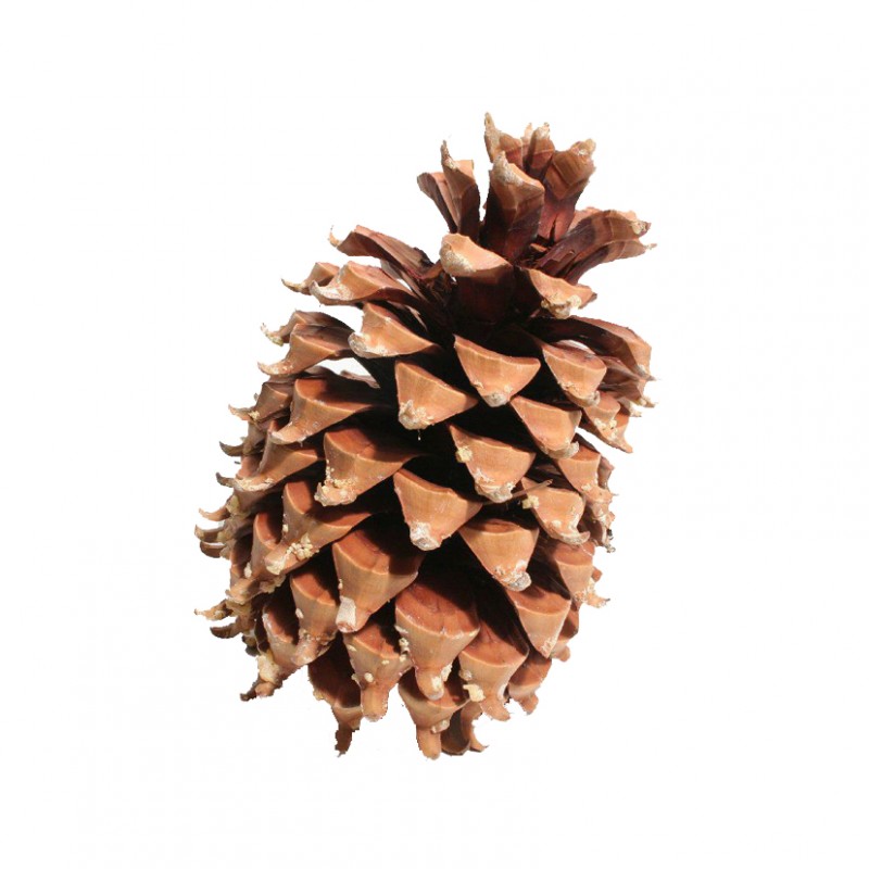 10-0422-000 | PIGNA CM 17-23 - natural