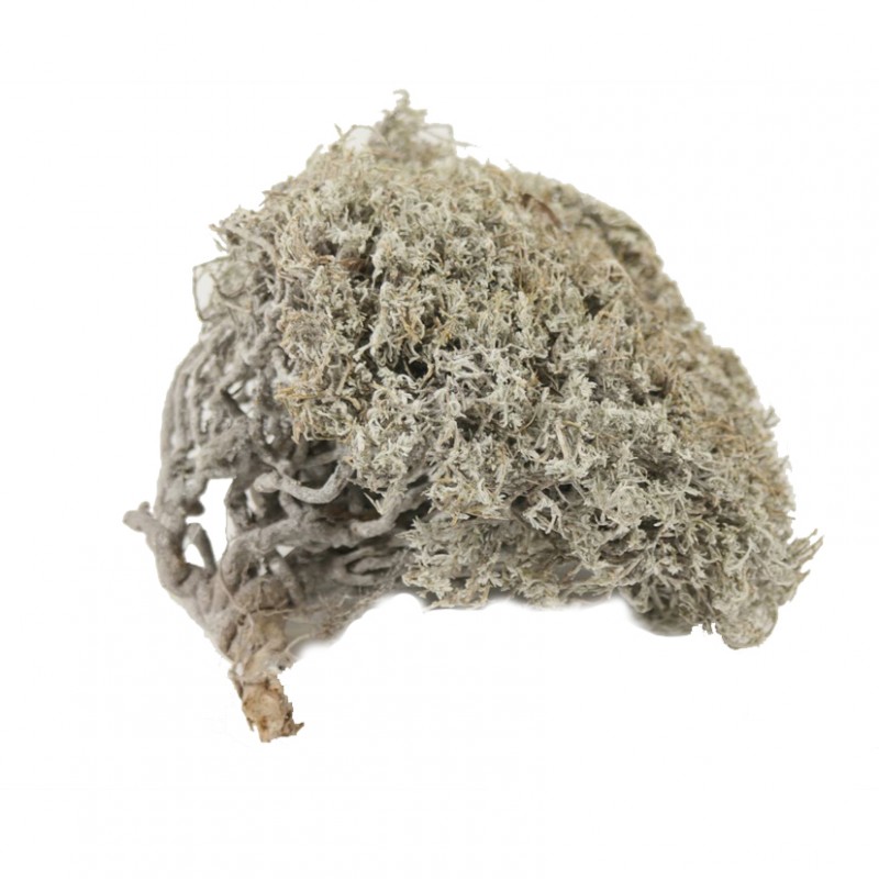 Basic iron grass 30/40 cm
