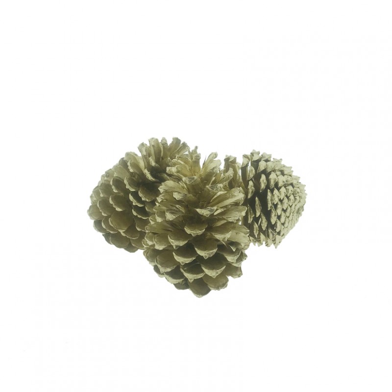 1031M094 | PIGNA MARITTIMA NATURALE BAG 10pz-oro