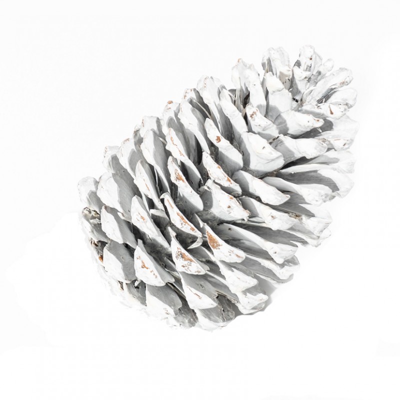 1031W001 | PIGNA MARITTIMA NAT. BAG 10pz-white w.