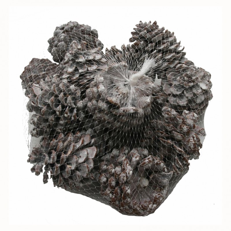 109079606 | PIGNA PINUS PINEA 9/12cm PZ 15 -fr.white