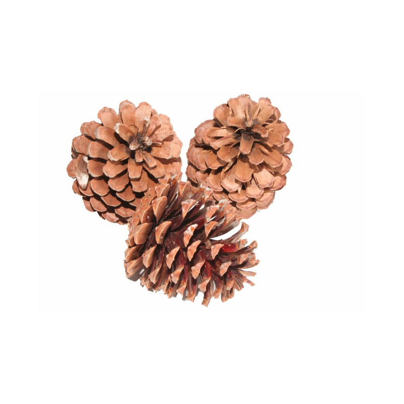 10-9132-000 | PIGNA MARITTIMA 10-12CM 15PZ