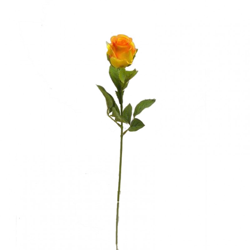 Rosa h58 cm ro -giallo sfum. arancio *