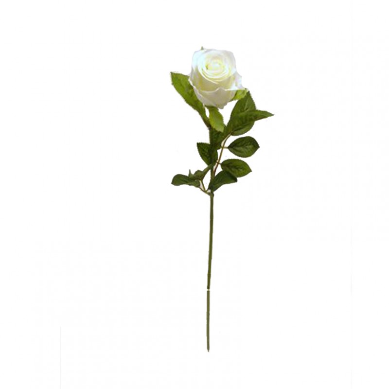 Rosa h58 cm ro -bianco *