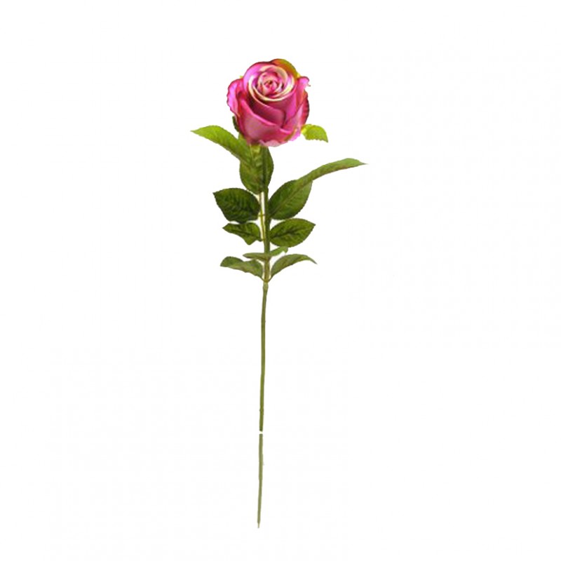 Rosa h58 cm ro -fucsia *
