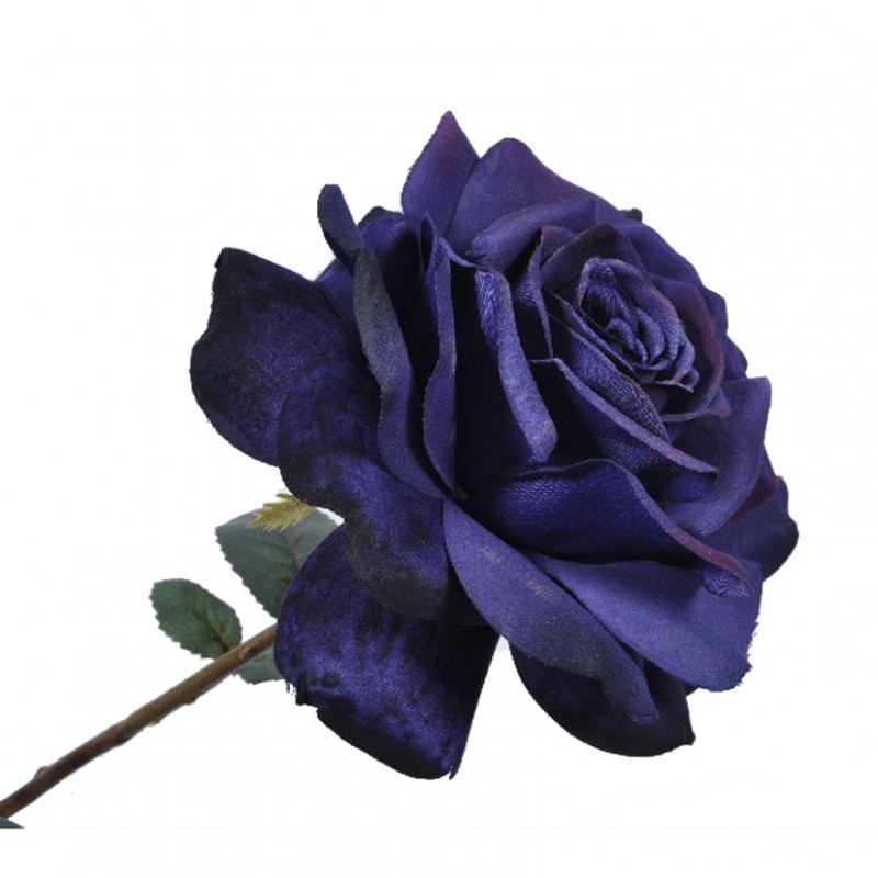 Rosa h67 cm si  -blue purple