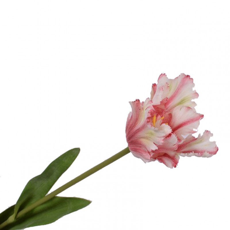 Tulipano h68 cm si -white pink