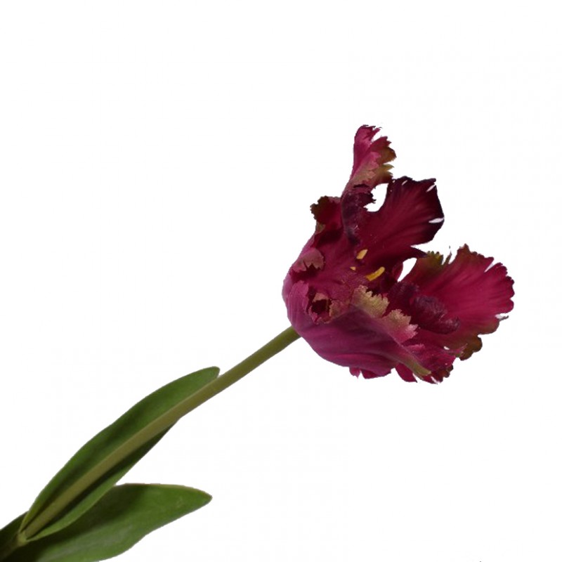 Tulipano h68 cm si -red burgundy
