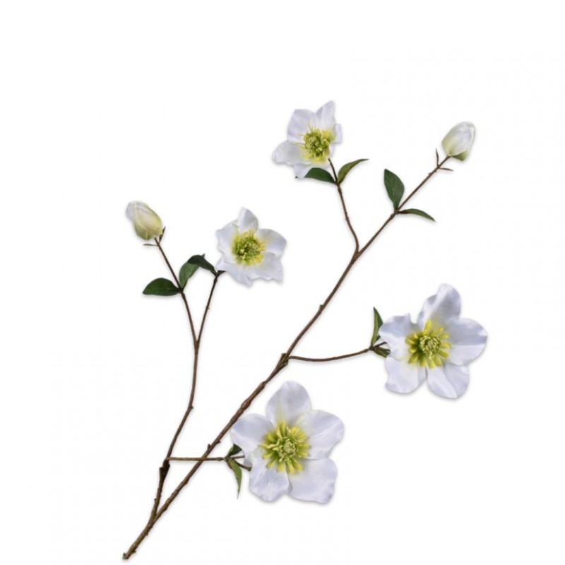 Helleborus ramo h93 si - cream green