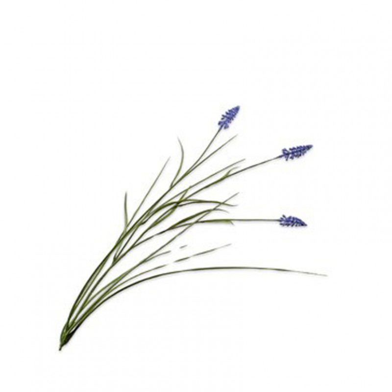 Muscari h73cm si - blue