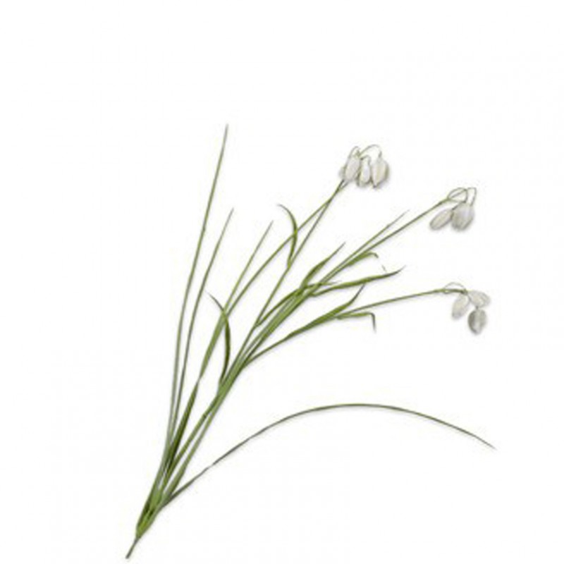 Fritillaria h71cm si - cream/green