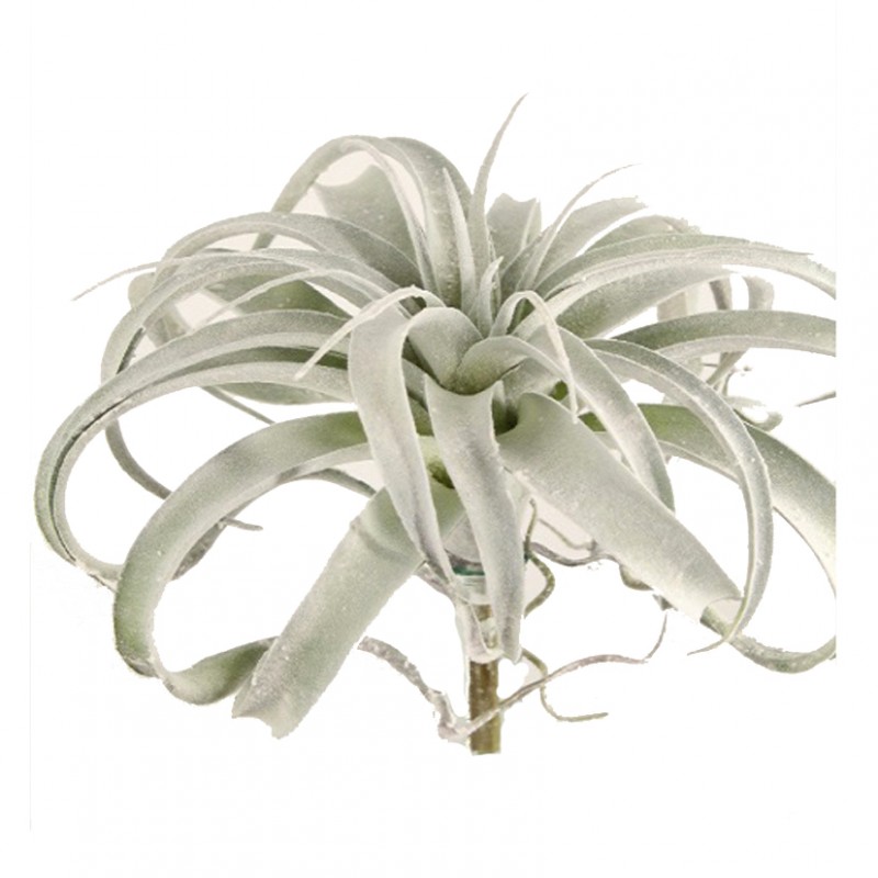 1NIO122 | PIANTA GRASSA H30 CM FLOCKED FN