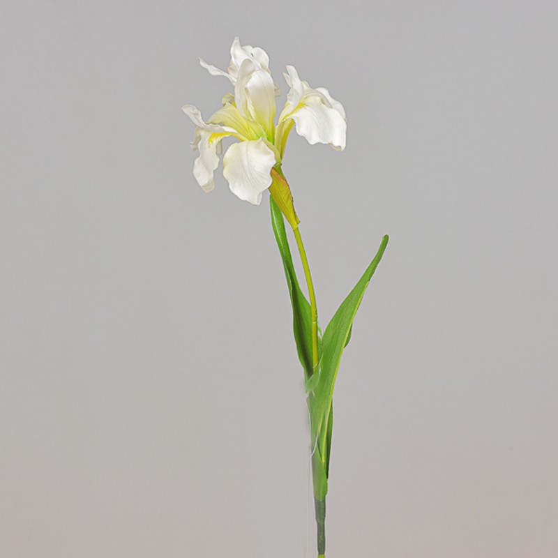 Iris ramo h63cm ir - cream*