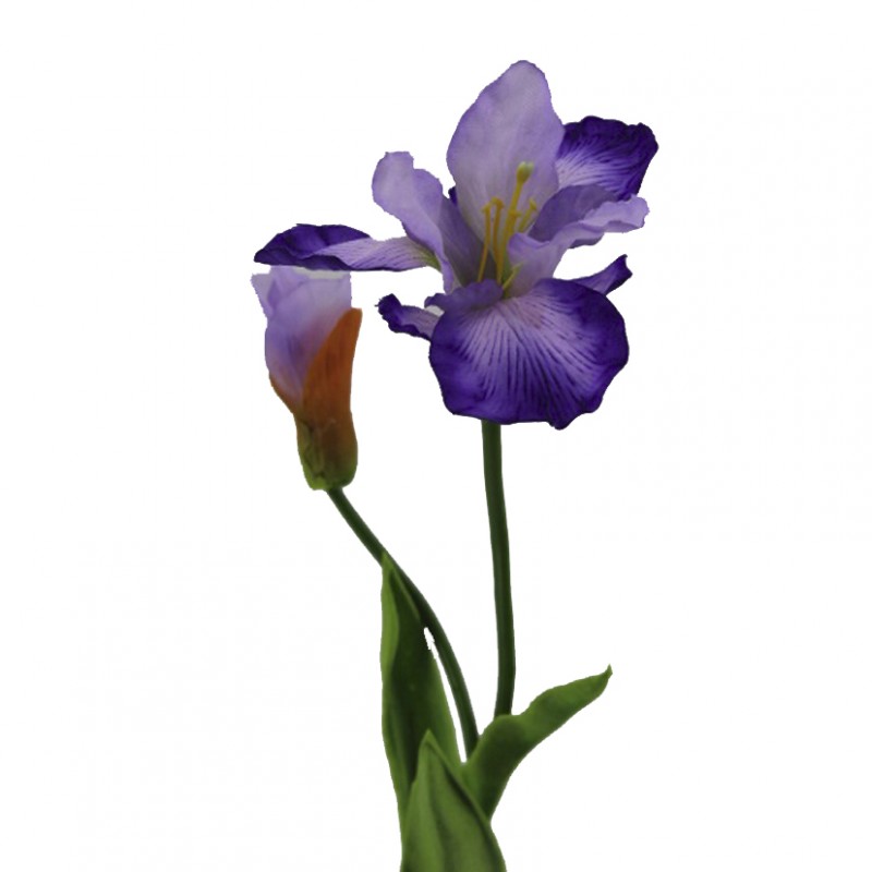 Iris h58 cm ir -blue *