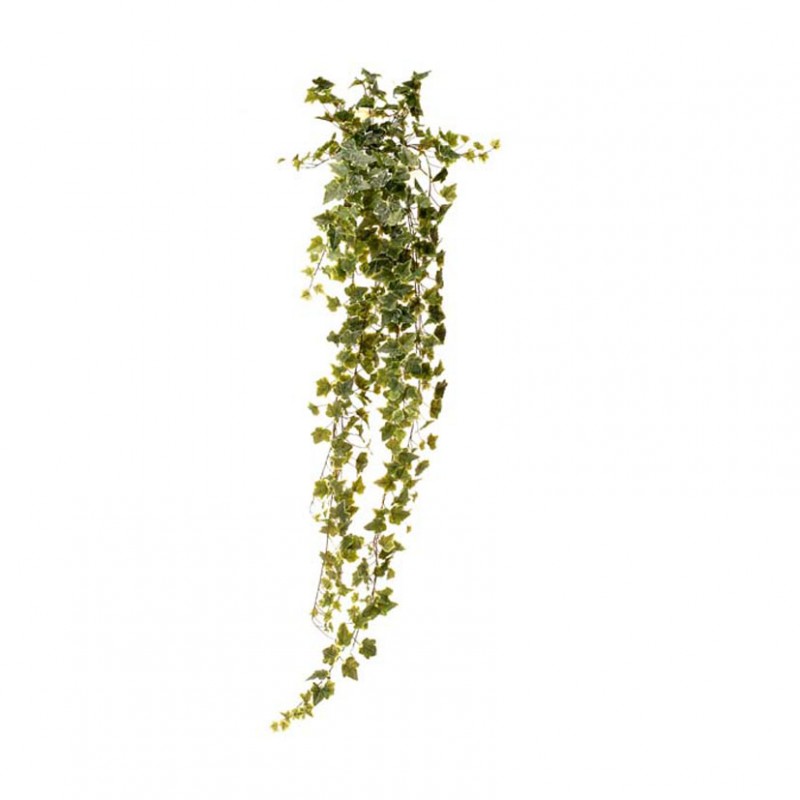Edera cadente h180 ed - variegato *