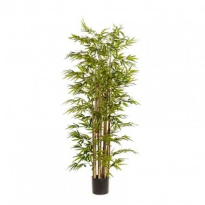 PIANTA BAMBOO H175 CM PN *