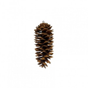 PIGNA LAMBERTIANA SFUSA C/GANCIO -natur