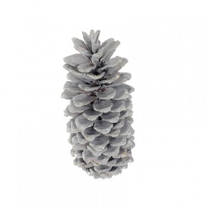 PIGNA LAMBERTIANA H30 sfusa - white wash