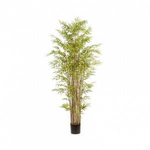 PIANTA BAMBOO CM 210 c/vaso PN *
