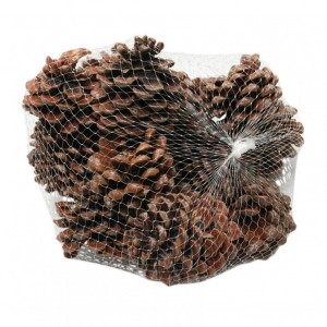 PIGNA PINEA 9/12cm PZ 15 - natural