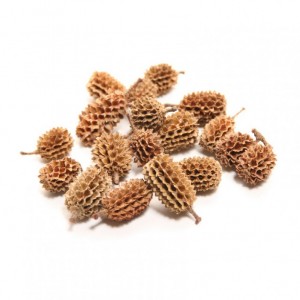 BASIC CASURINA PODS 750 GR. - natural