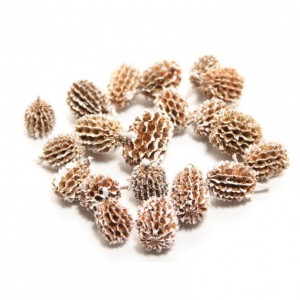 BASIC CASURINA PODS 750 GR. - frosted