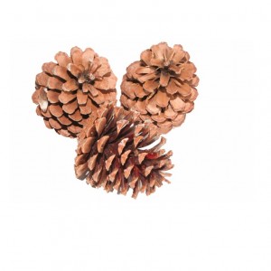 PIGNA MARITTIMA 10-12CM 15PZ