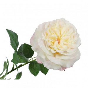 ROSA H91 CM SI