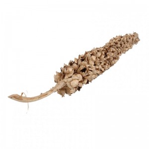 COCO TORCH STEM H 200 cm - natural