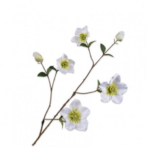 HELLEBORUS ramo H93 SI - cream green