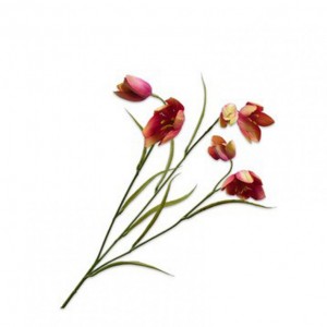 FRITILLARIA H64 cm SI - beauty/orange