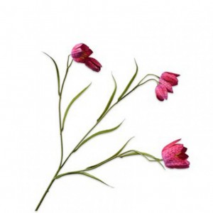 FRITILLARIA H64 cm SI - beauty