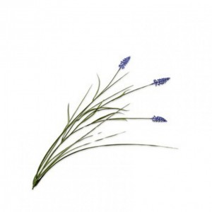 MUSCARI H73cm SI - blue