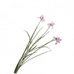 IRIS H71cm SI - lavender/cream