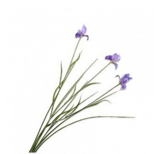 IRIS H71cm SI - lavender