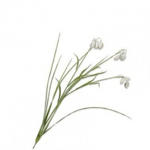 FRITILLARIA H71cm SI - cream/green