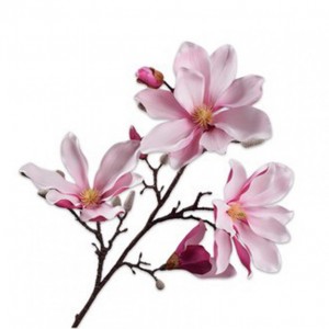 MAGNOLIA H101cm SI - pink