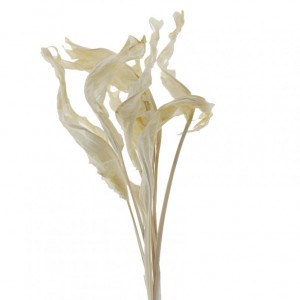 ESTRELIZIA ESSICCATOAQPZ10 H100CM-bianco