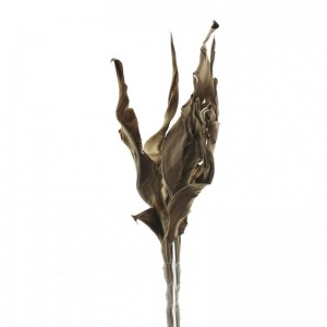 ESTRELIZIA ESSICCATO PZ10 H105 CM-natura
