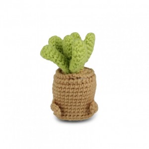 CACTUS UNCINETTO 10cm 2pz