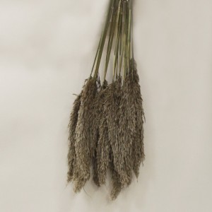 cannuccia  NATURALE senza foglia 20PZ