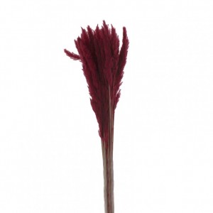 MINI PAMPAS H88 CM- bordeaux