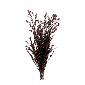 EUCALIPTUS PARVIFOLIA 150GR H75 CM-rosso