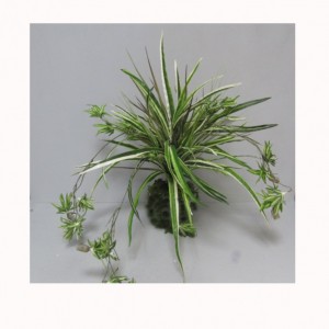 SPIDER PLANT X 8 - PN16, 00 *