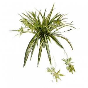 SPIDER PLANT CM 75 - SP14.00 *