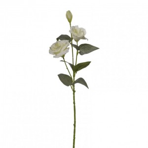 LISIANTHUS X2 H70cm LI -cream *