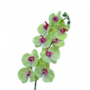 ORCHID X9 H80 cm OR -green *