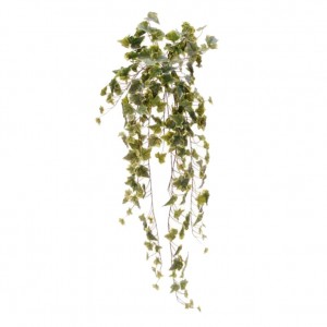 EDERA CADENTE H100cm CD -variegato *