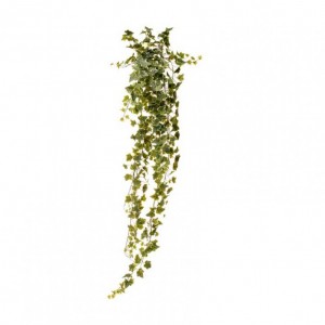 IVY EACH H180 cm CD31,25-variegated *